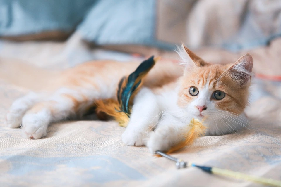 Pet Memorial-5 Heartbreaking Signs Your Cat Is Dying: What Every Owner Should Know