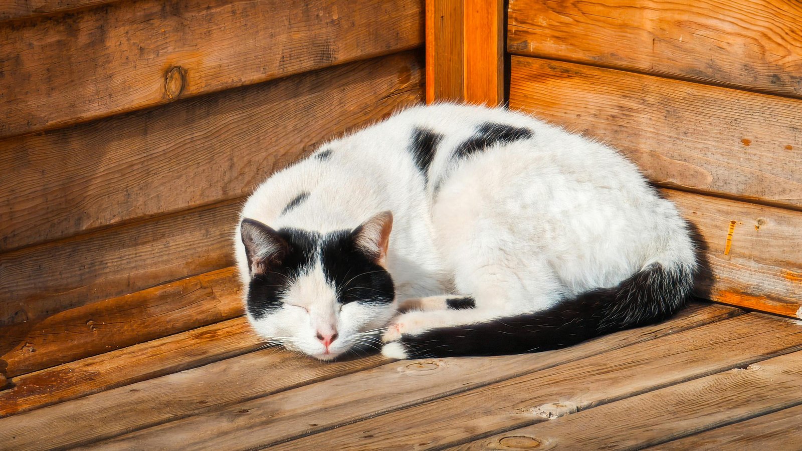 Cat curled into a ball