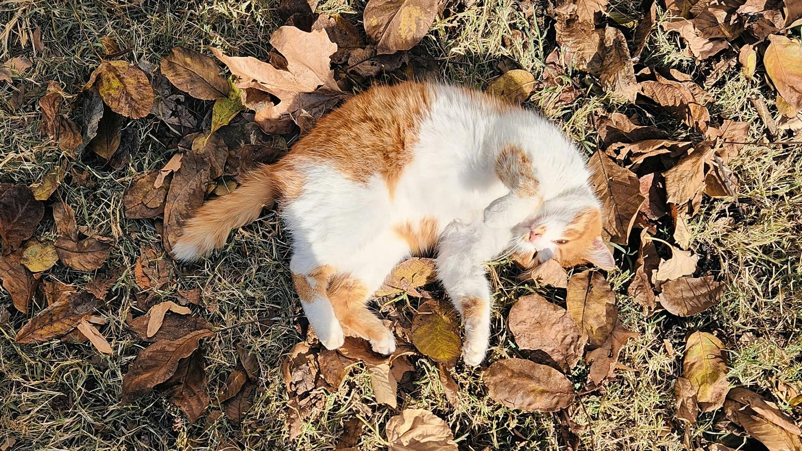Cat sleeping on its back