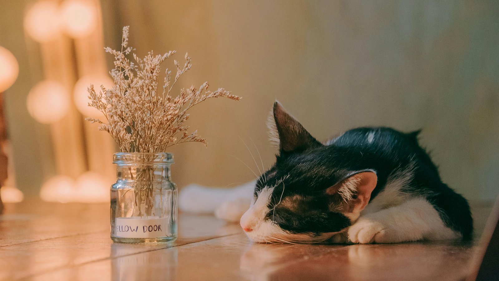 Cat sleeping on its side