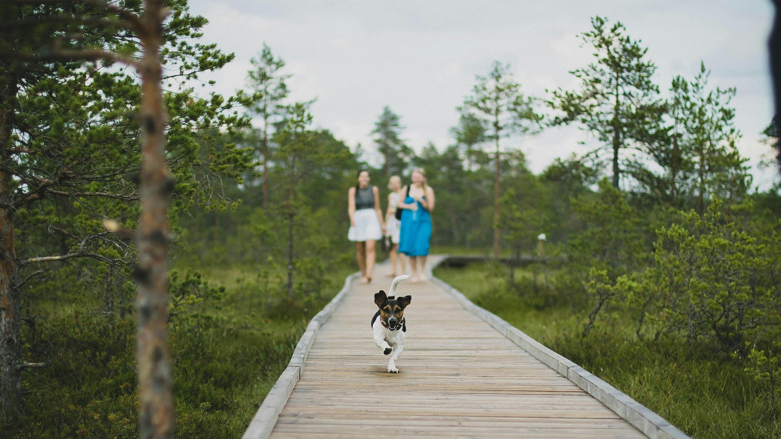 Dog Names Trend Image 2