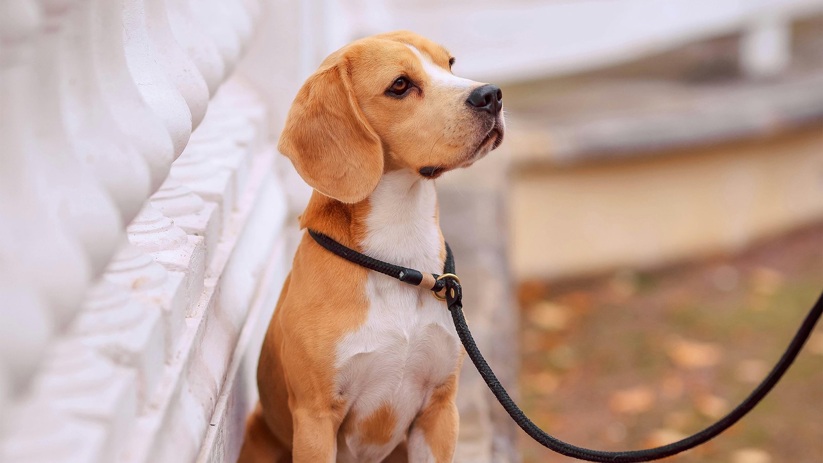 Dog Names Trend Image 3