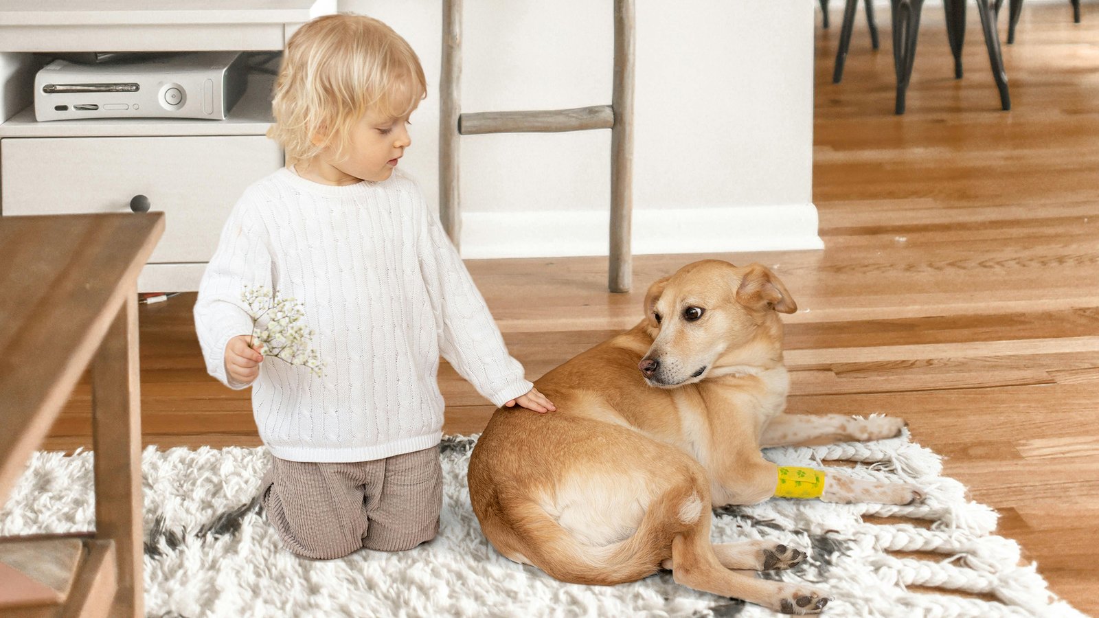 Pet Memorial-How to Explain the Loss of a Pet
