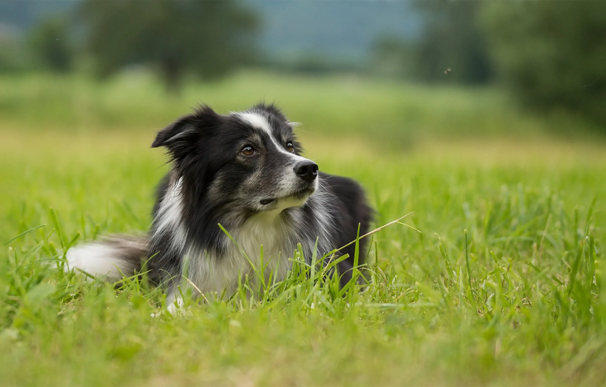 Senior dog lying on grass with alert expression — a calm moment between episodes when dogs walk in circles.