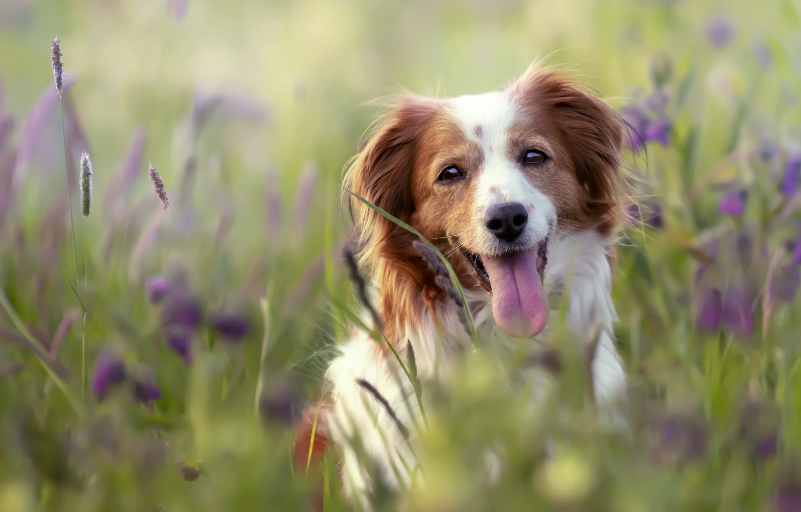 Pet Memorial-20+ Meaningful Pet Memorial Ideas to Honor Your Beloved Companion