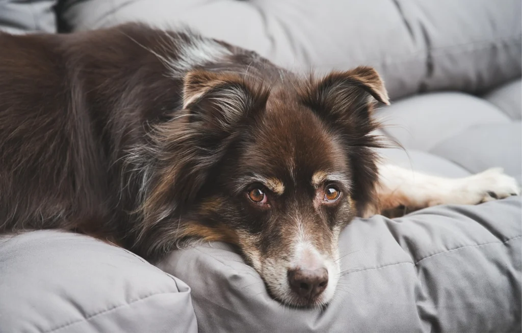 why-is-my-dog-crying