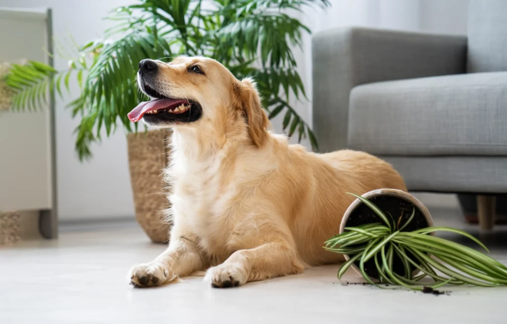 Golden Retriever Panting Heavily Indoors: Causes & When to Worry