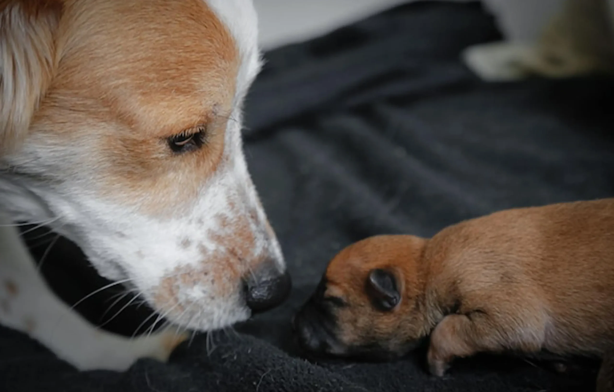 Dog Dies at Home: other dogs sniff the dead dog