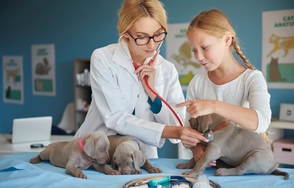 Vet performing stethoscope exam on golden retriever during puppy checkup