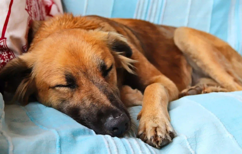 Rearrange Your Home for a Dying Dog