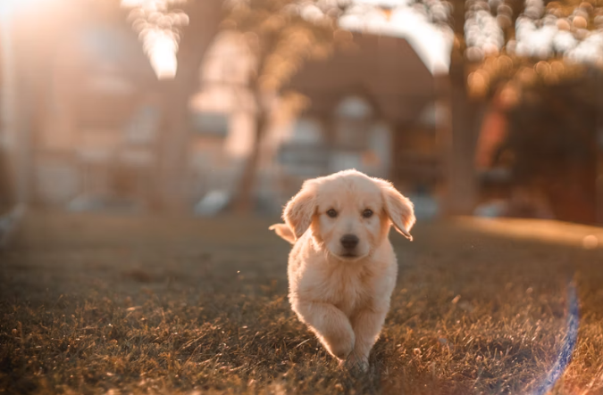 Dogs Gastrointestinal Problems