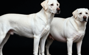 how to tell if your dog is fat